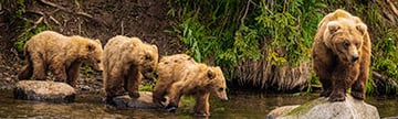 Celebrity - Alaska Cruises