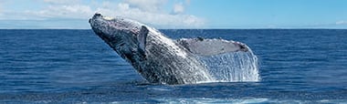 hal_alaska_15