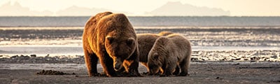 Holland America Cruises - Alaska Cruises