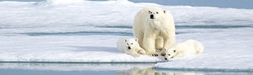 Swan Hellenic - Arctic Cruises