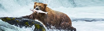 MSC - Alaska Cruises