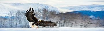 Princess Cruises: Alaska Cruise
