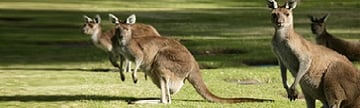 Celebrity - Australia Cruises