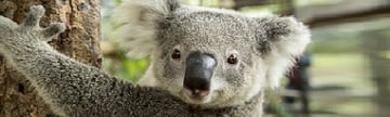 Celebrity - Australia Cruise