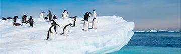 Swan Hellenic - Antarctic Cruises