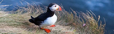 exotic-iceland-03